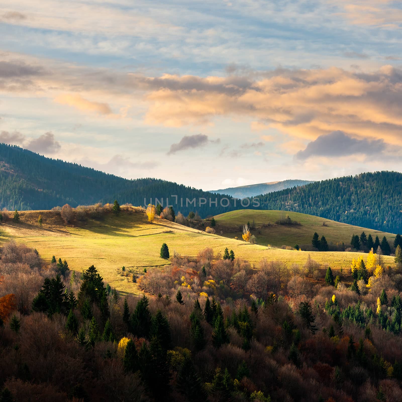 mountain autumn landscape. pine trees near meadow and forest on hillside under  sky with clouds