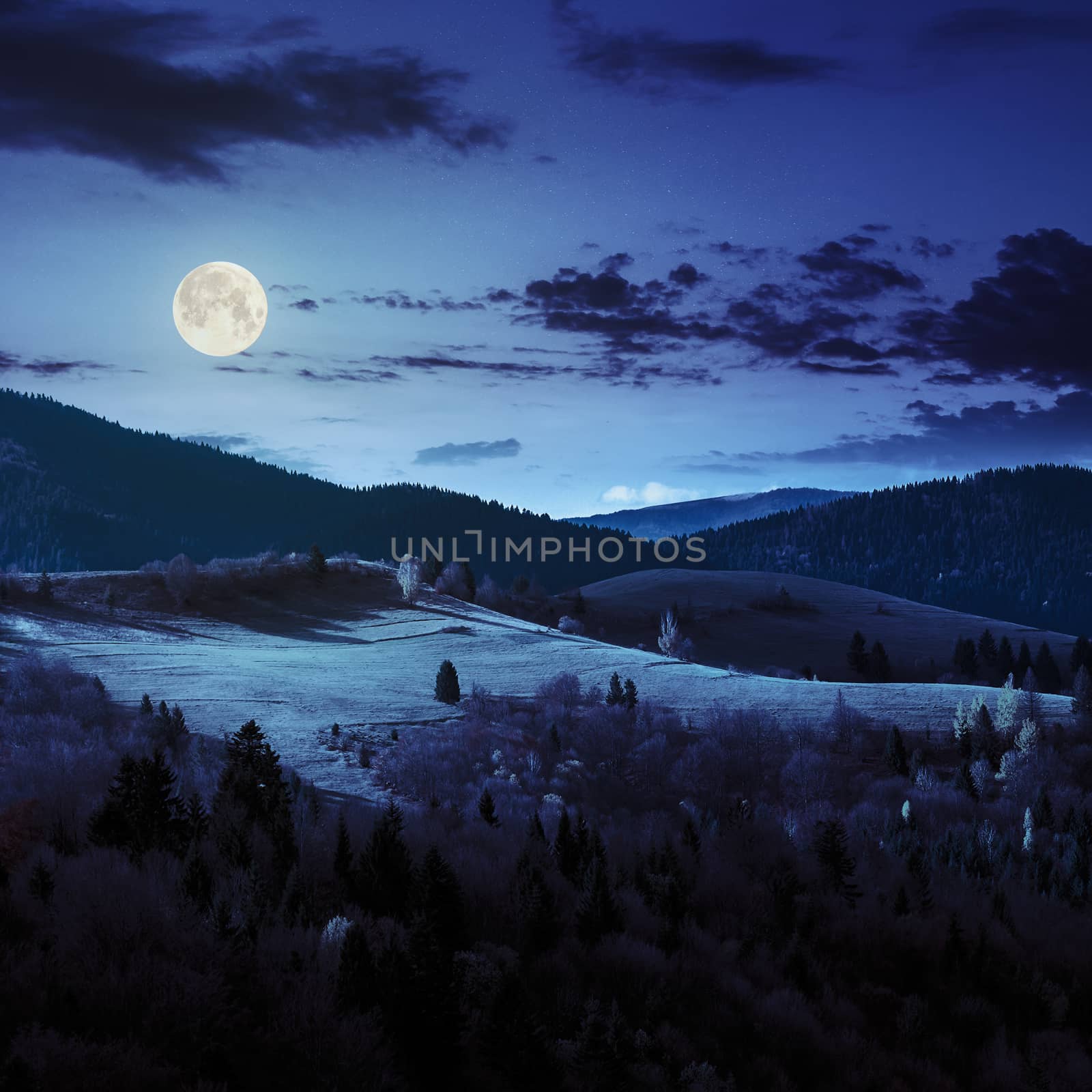 mountain autumn landscape. pine trees near meadow and forest on hillside under  sky with clouds