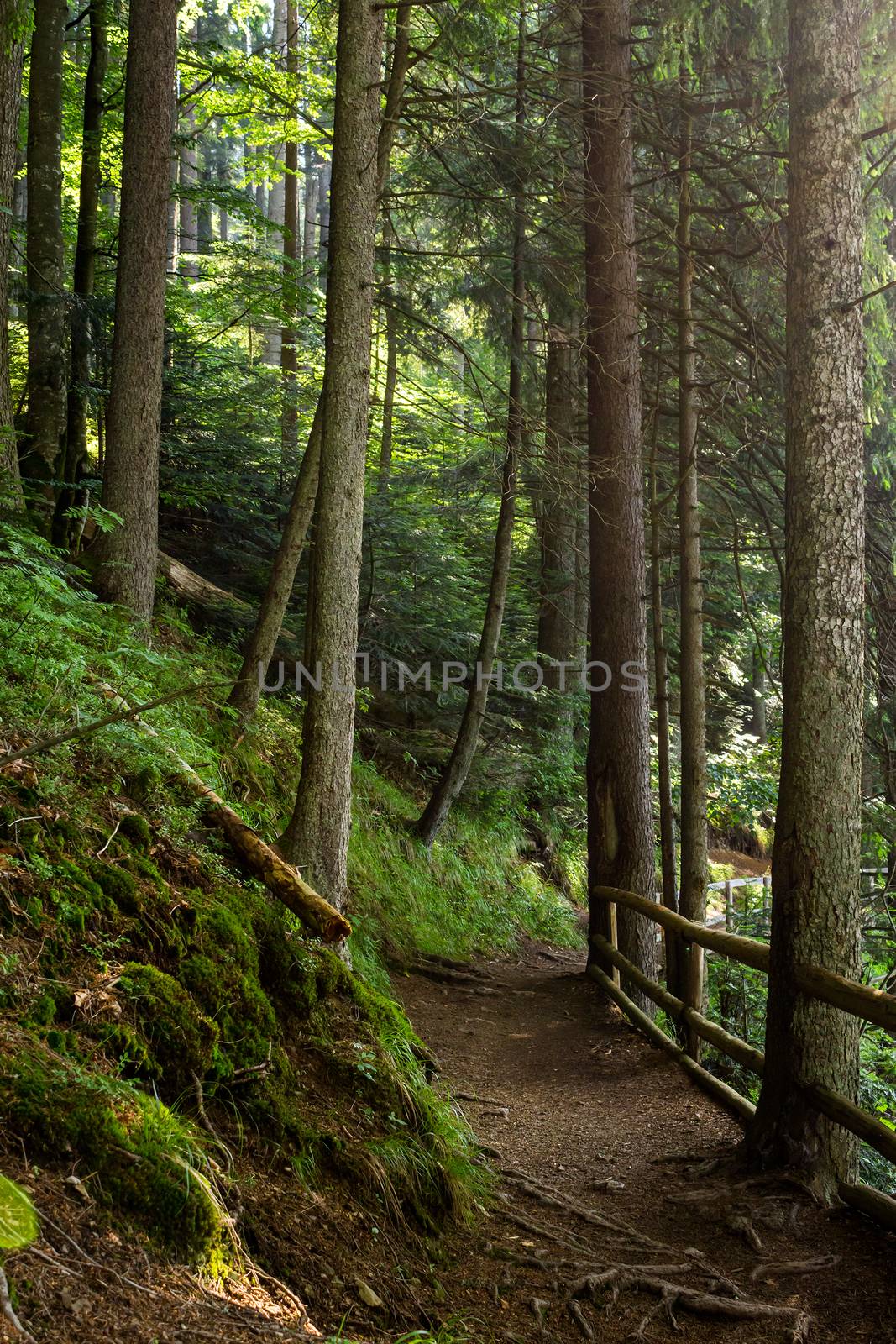 wide trail with a wooden fence near the lawn in the shade of pine trees of green forest