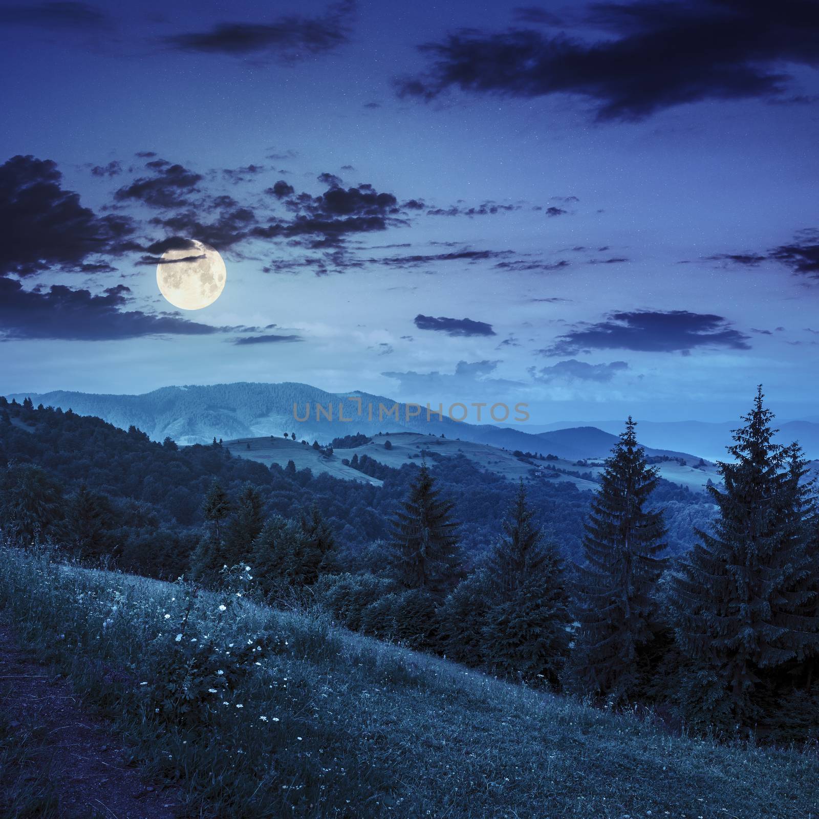 coniferous forest on a  mountain slope at night by Pellinni