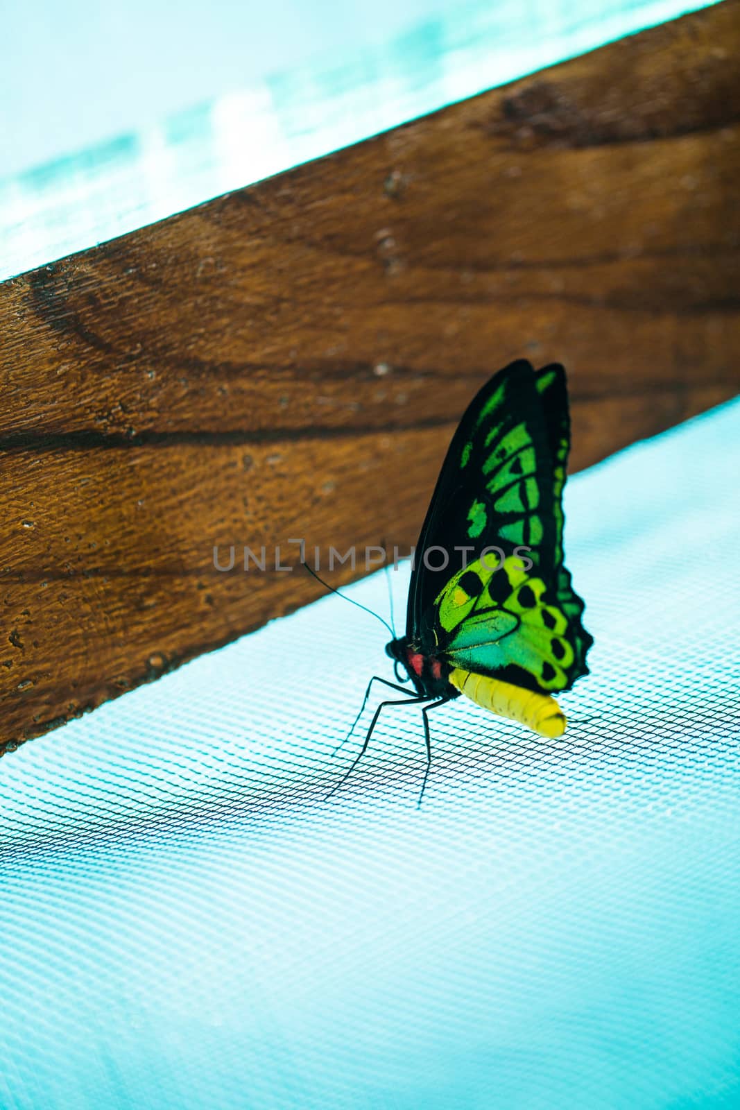 Beautiful colorful butterfly Bali Indonesia