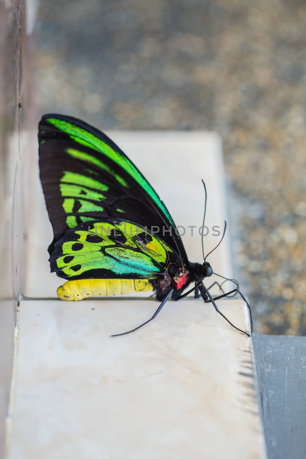 Beautiful colorful butterfly Bali Indonesia