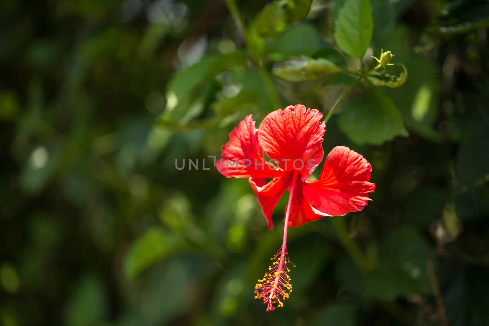 Close up colorful flower floral background, outside garden