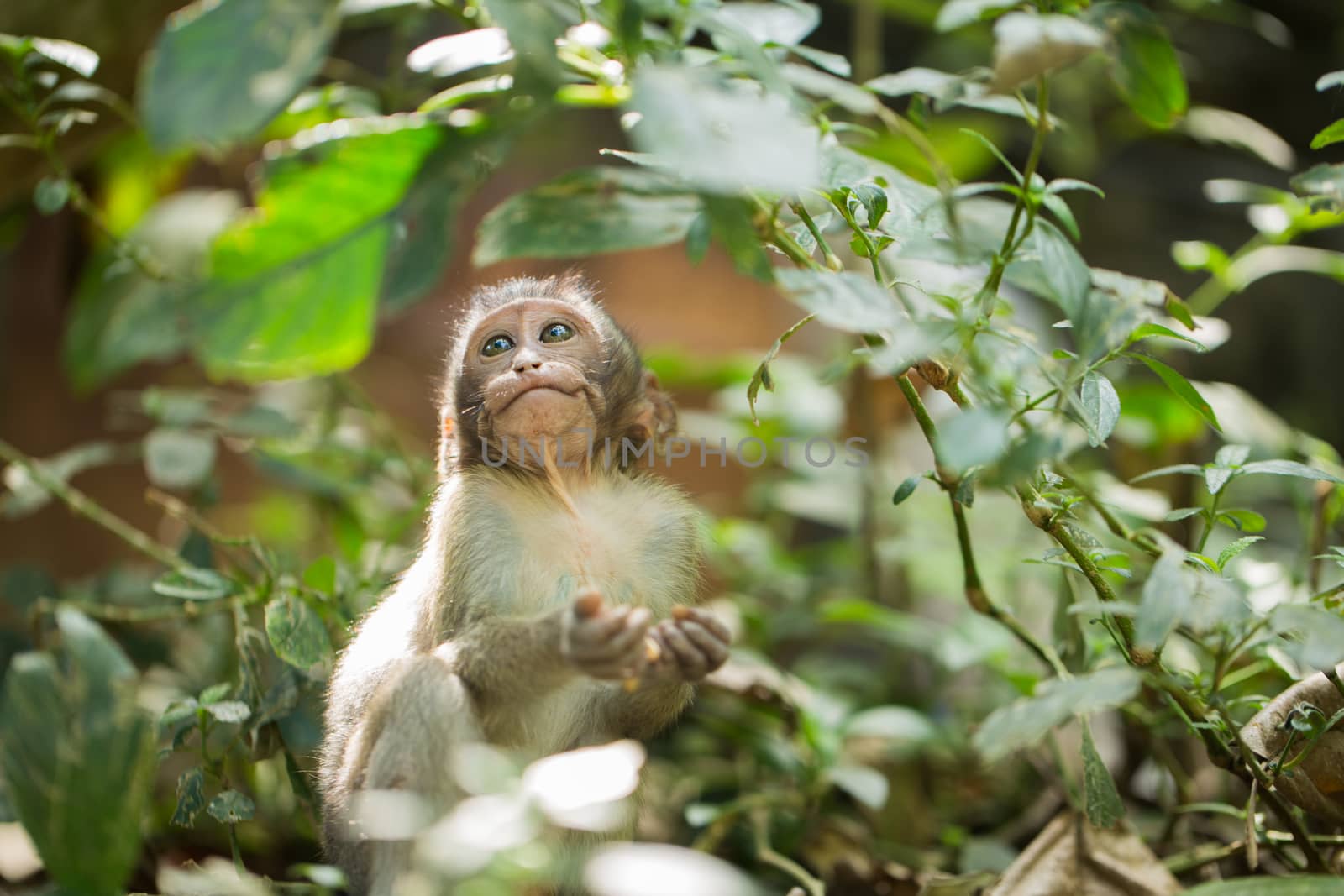 Little baby-monkey in monkey forest of Ubud Bali Indonesia