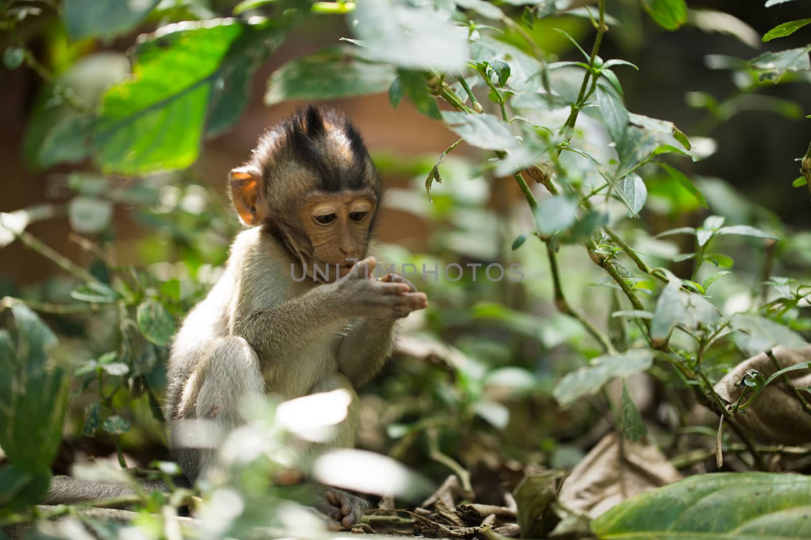 Little baby-monkey in monkey forest of Ubud Bali Indonesia