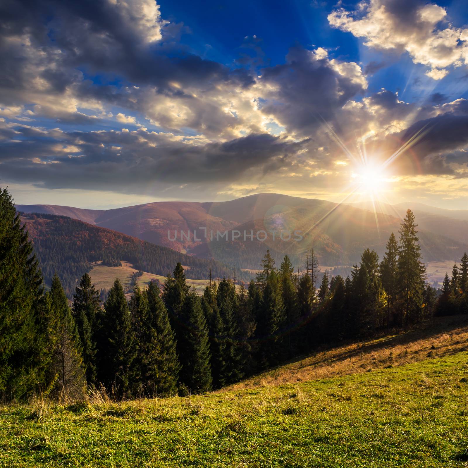 hillside of mountain range with coniferous forest and meadow at sunset