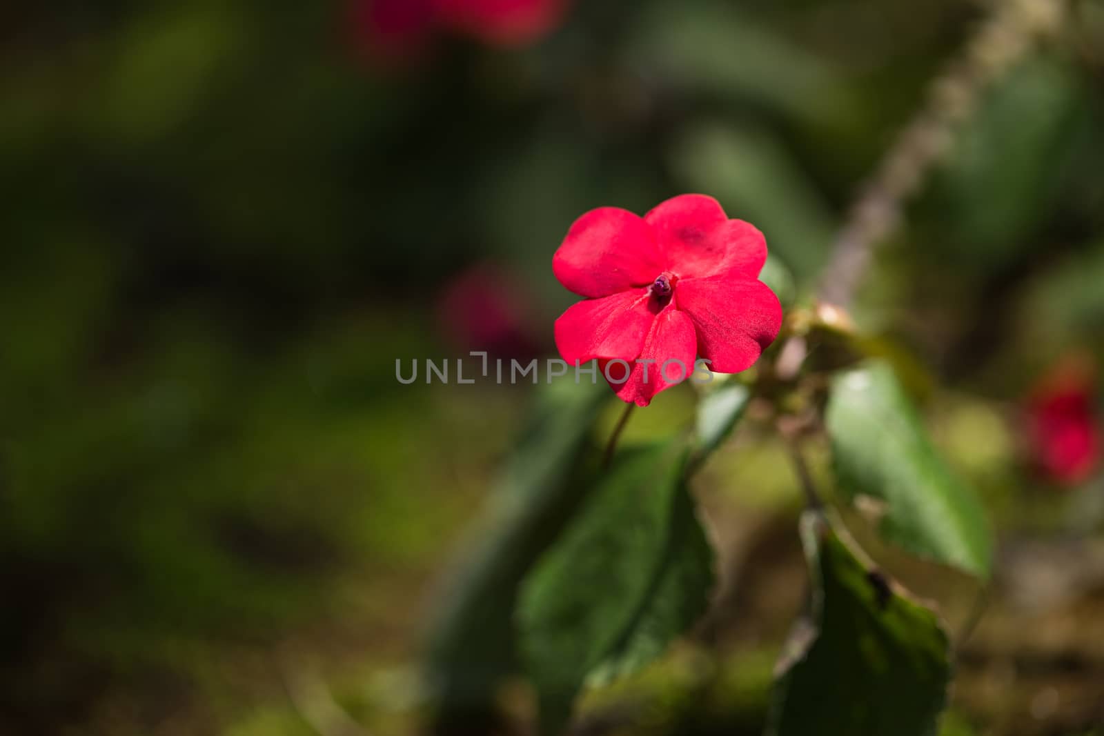 Close up colorful flower floral background, outside garden