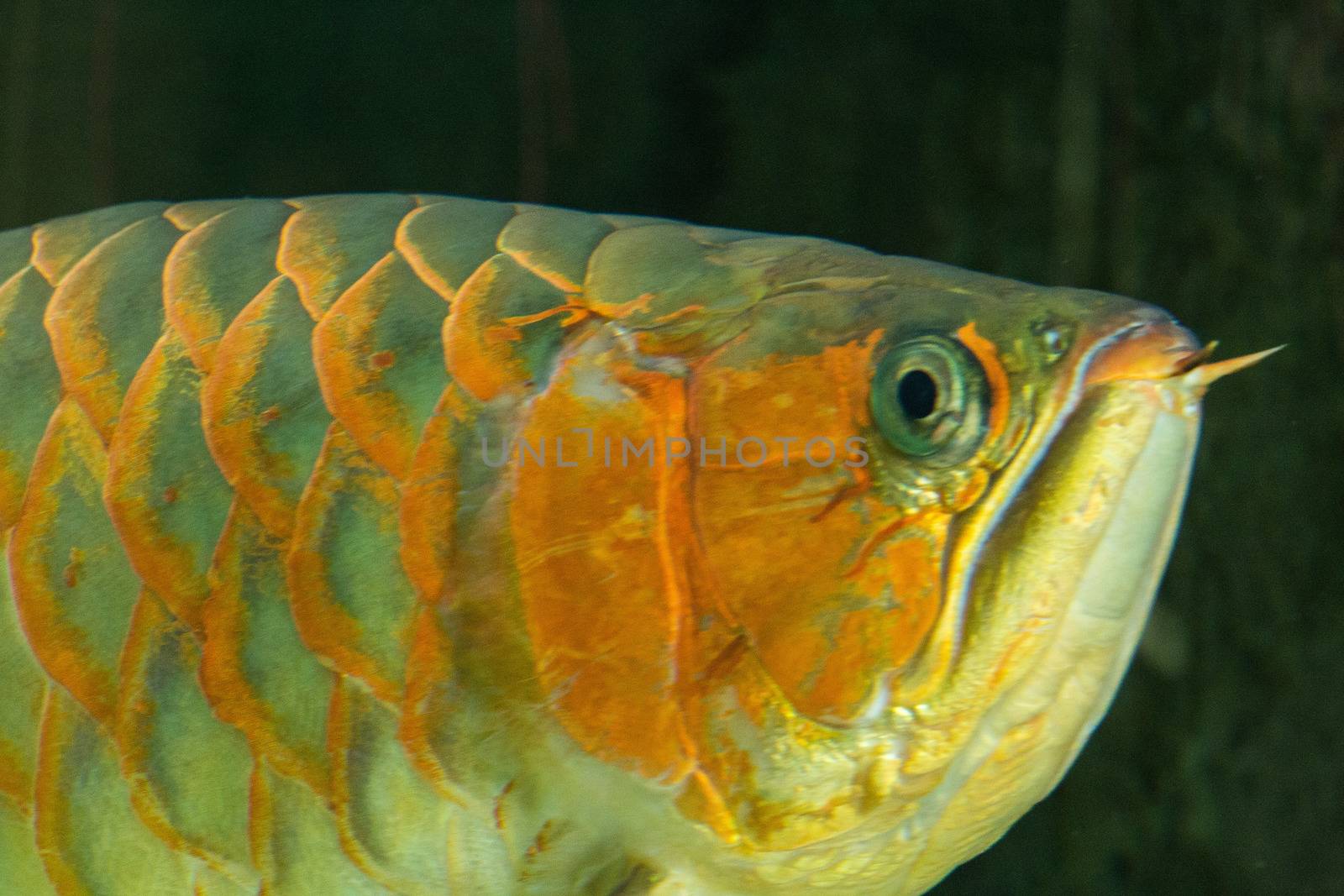 Image of fish in water (Bali, Indonesia)