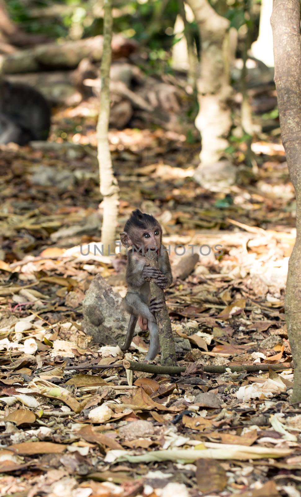 Little baby-monkey in monkey forest of Ubud Bali Indonesia