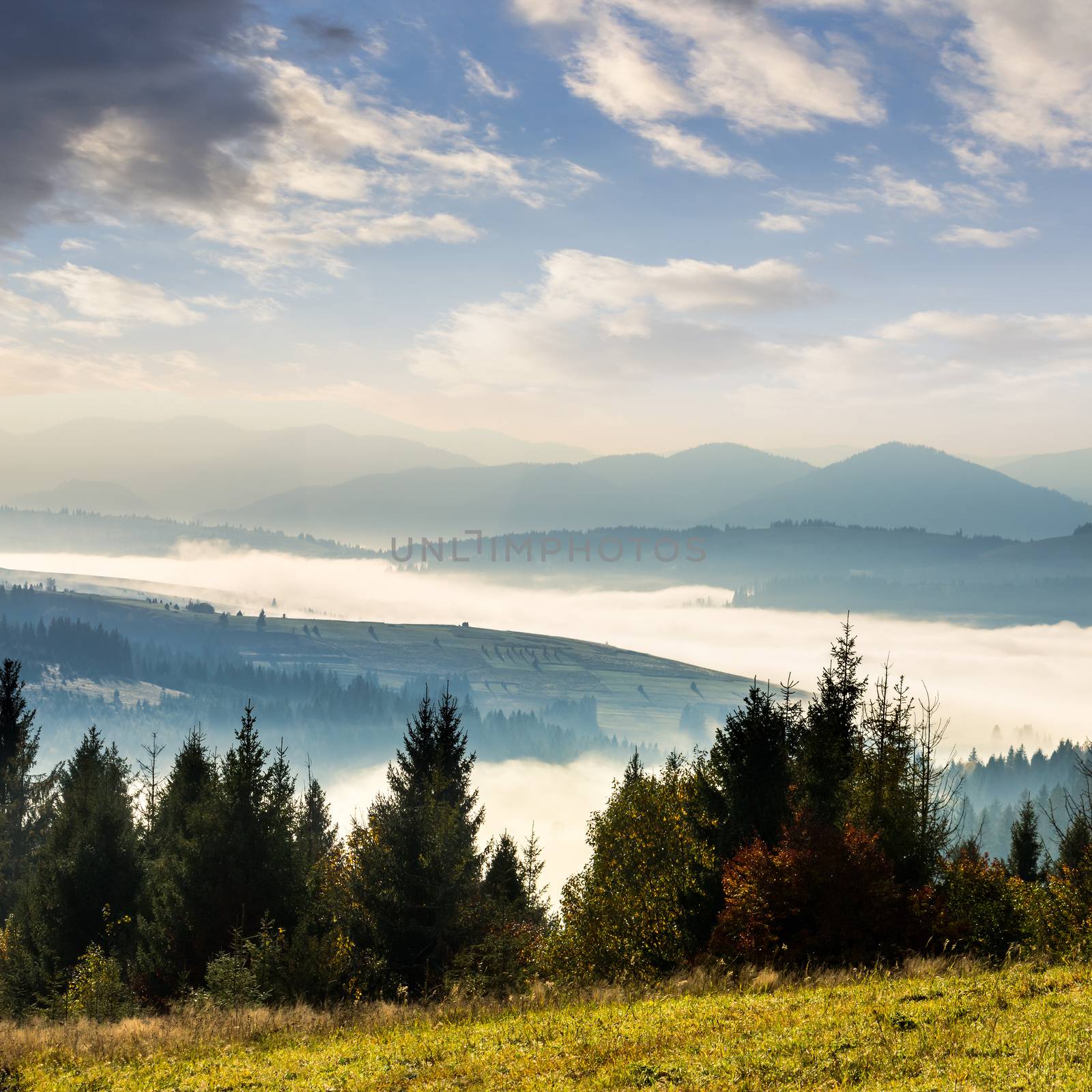 forest over foggy valley in autumn mountains by Pellinni