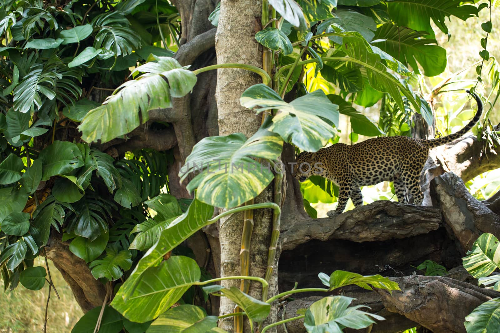 The portrait of a Leopard has been made to Bali