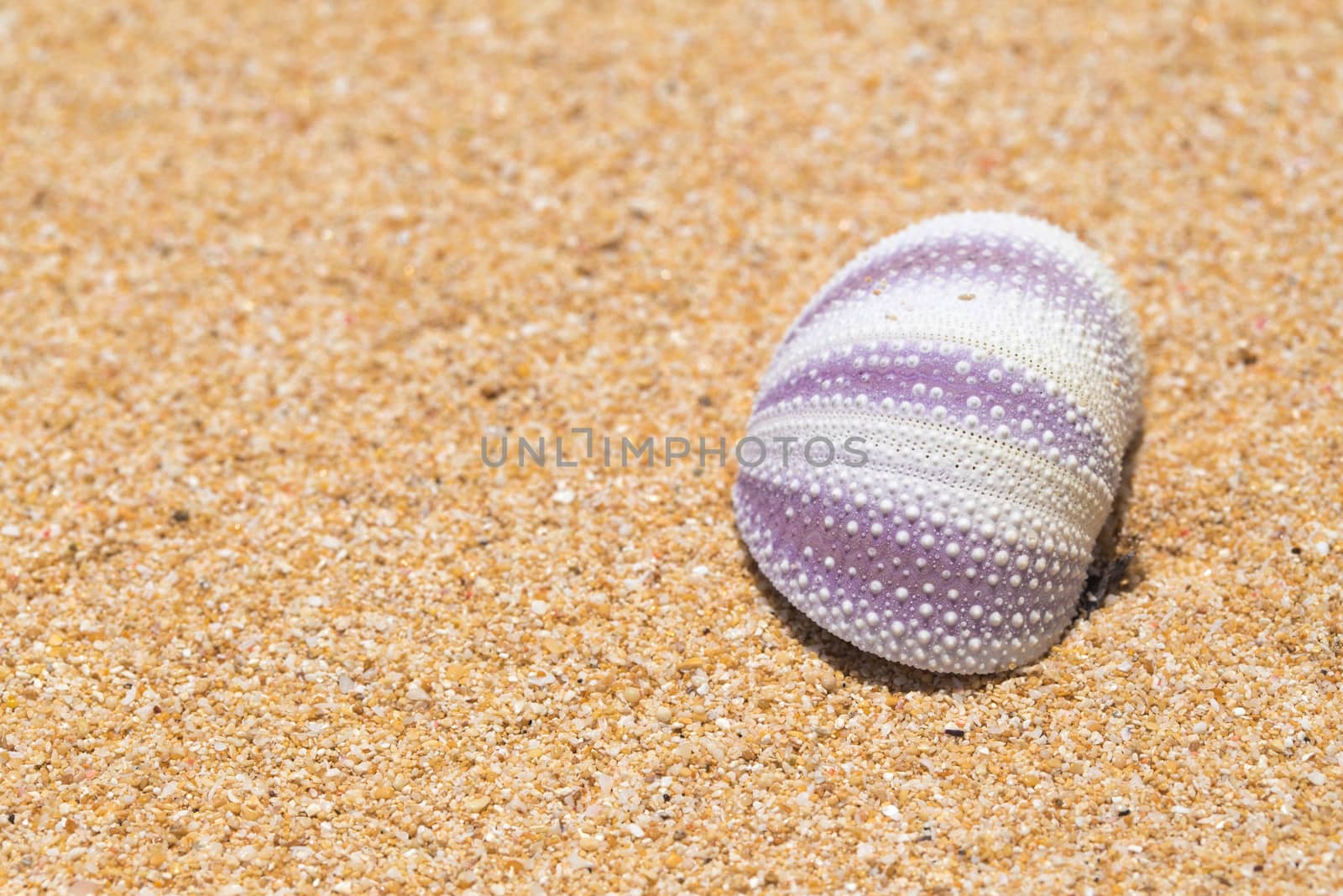 Purple cockleshell on sand in bali
