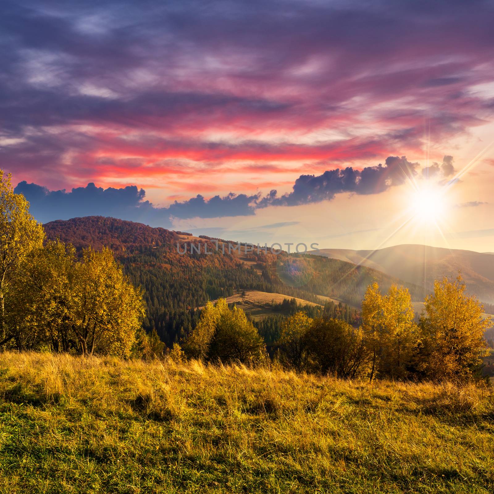 autumn yellow trees on hillside on background of mountain with coniferous forest at sunset