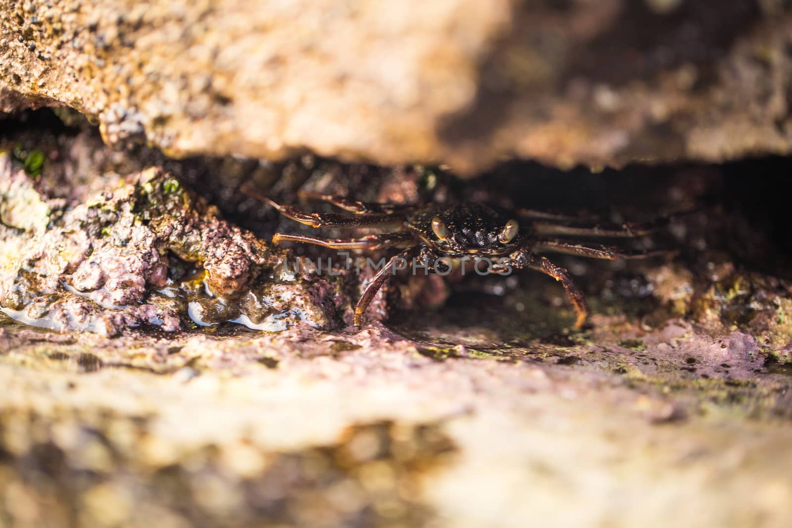 Little Crab in the gorge, Bali