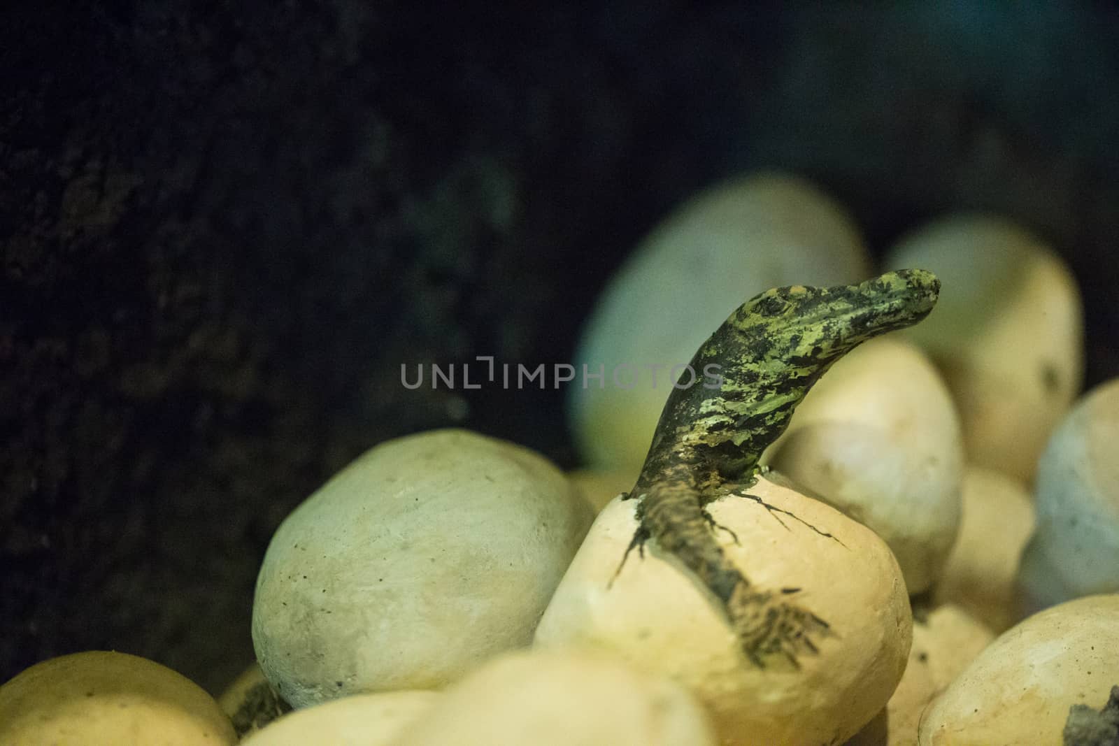 Little baby crocodiles are hatching