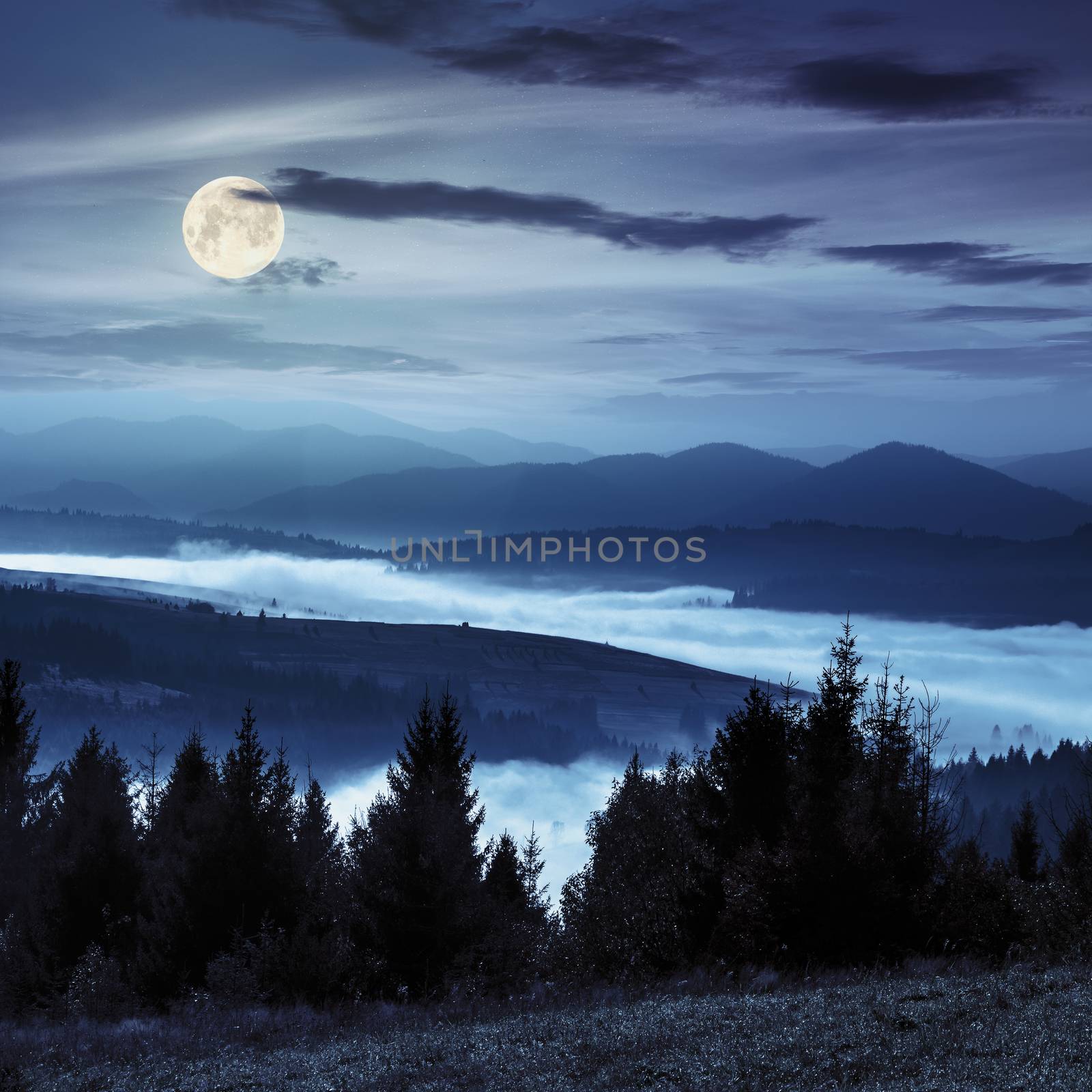 coniferous forest on hillside over foggy valley in autumn mountains at night in full moon light