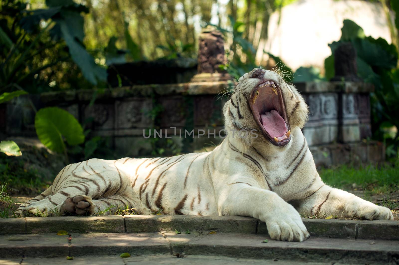 White Royal Bengal Tiger, Bali