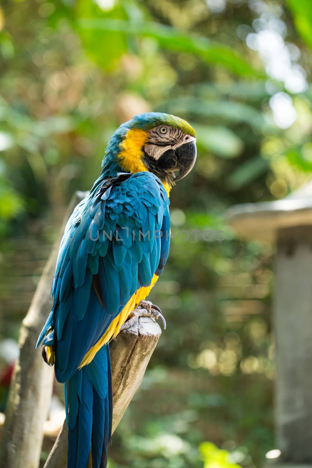 Parrot in Bali Island Indonesia - nature background