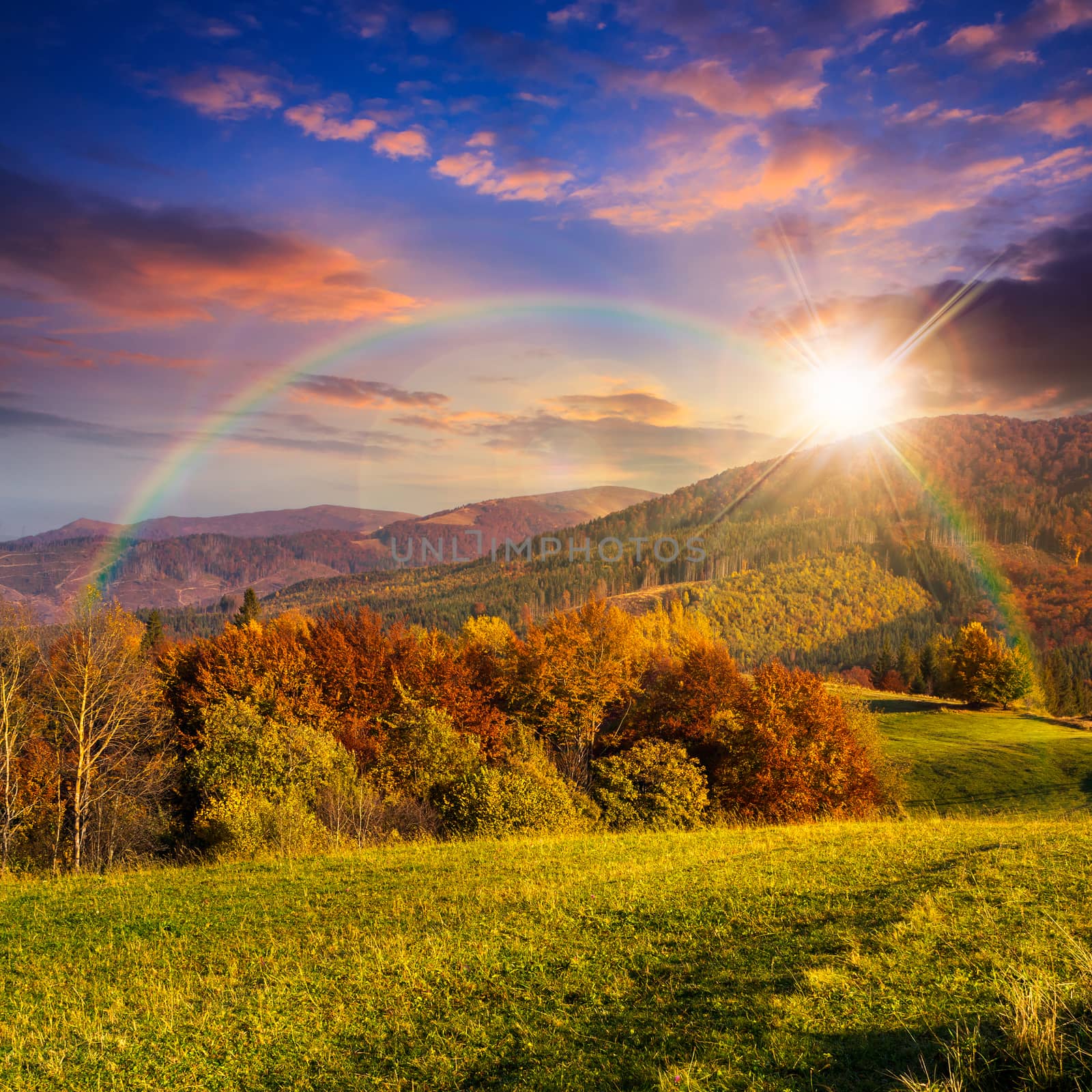 yellow and orange trees on autumn meadow in mountains at sunset with rainbow