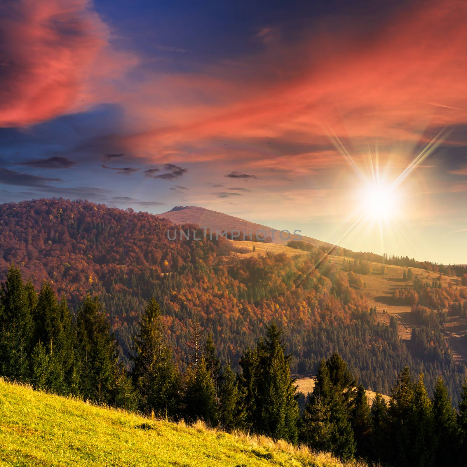 coniferous green forest on hillside meadow in front of a mountain at sunset