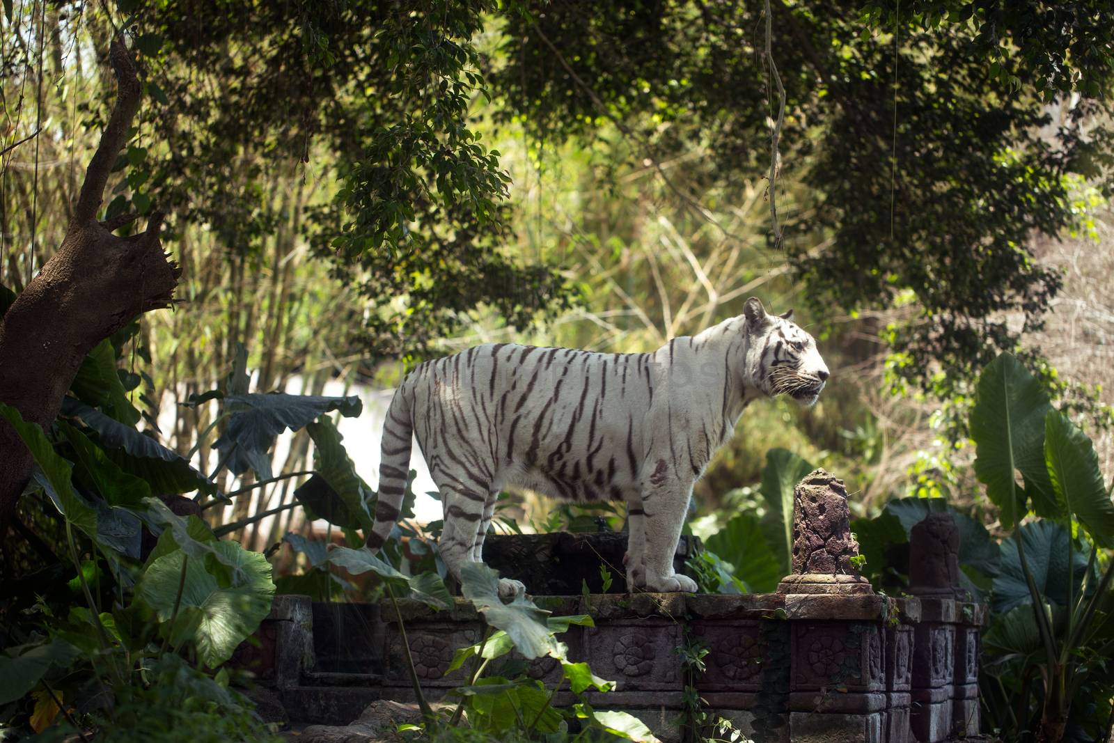 White Royal Bengal Tiger, Bali