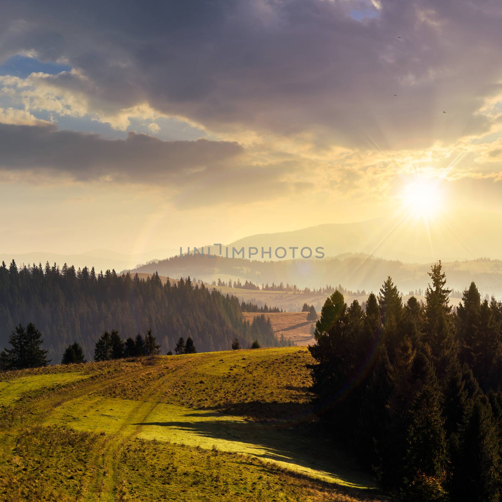 forest over foggy valley in autumn mountains at sunset by Pellinni
