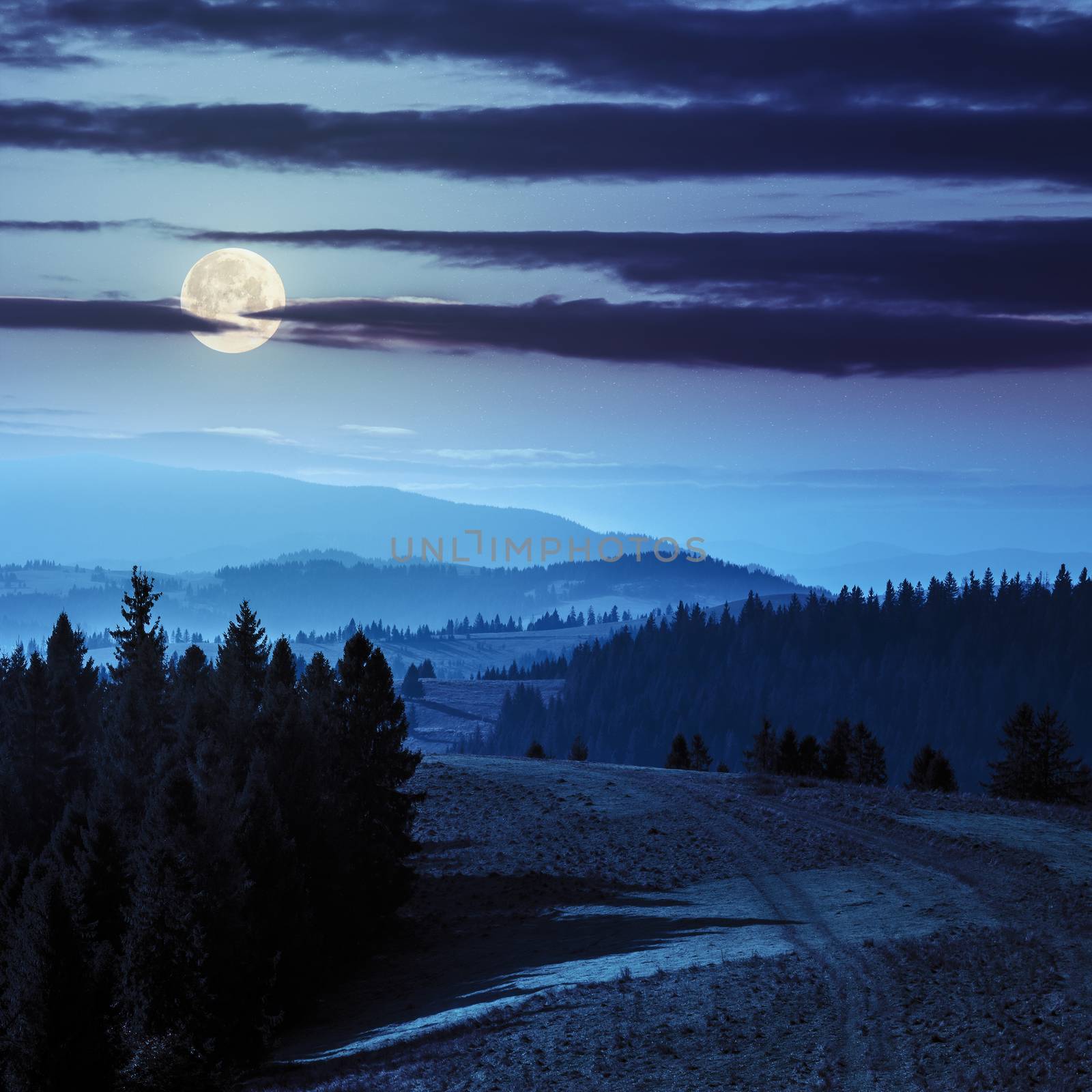 coniferous forest on hillside over foggy valley in autumn mountains at night in fool moon light