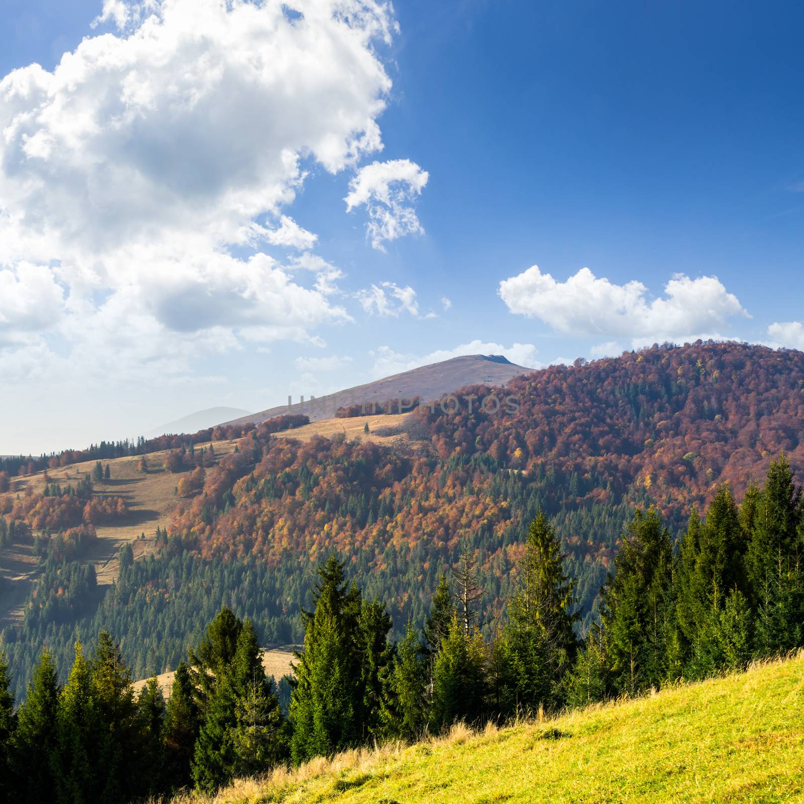 coniferous green forest on hillside meadow in front of a mountain