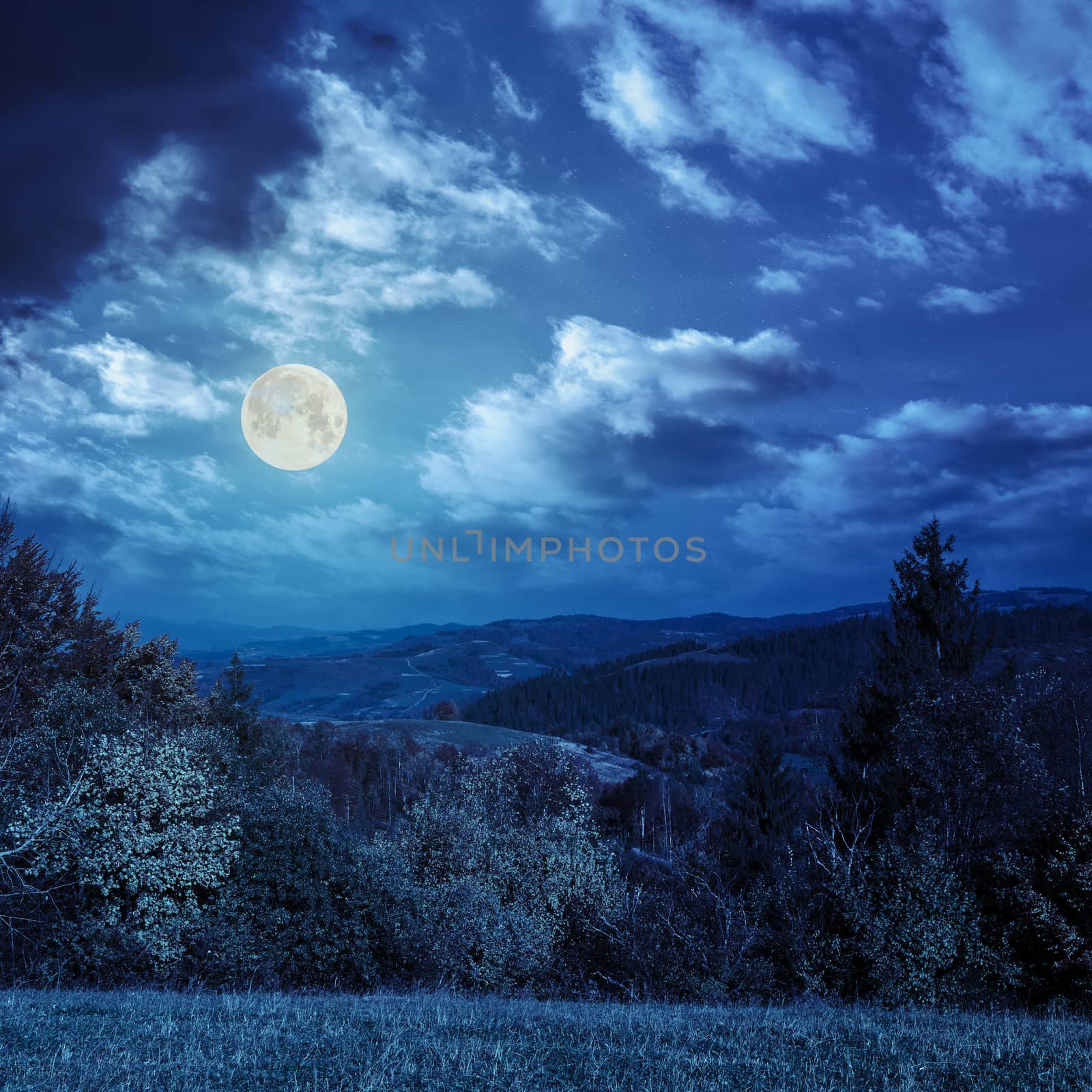 trees on autumn meadow in mountains at night by Pellinni