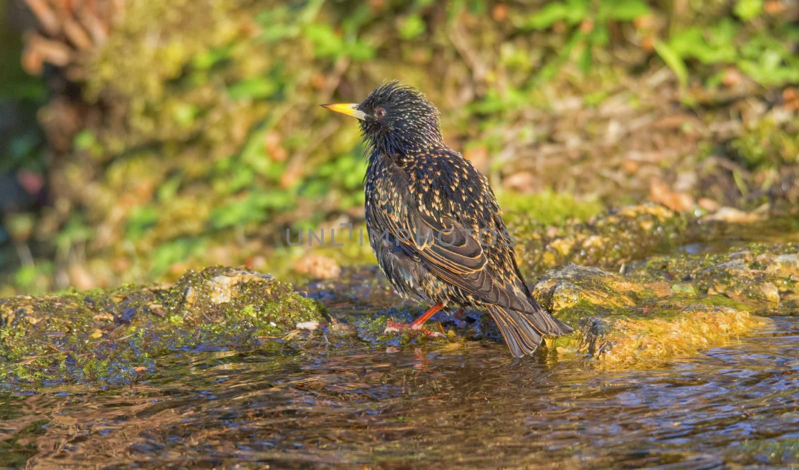 Common starling bathing water by mariephotos