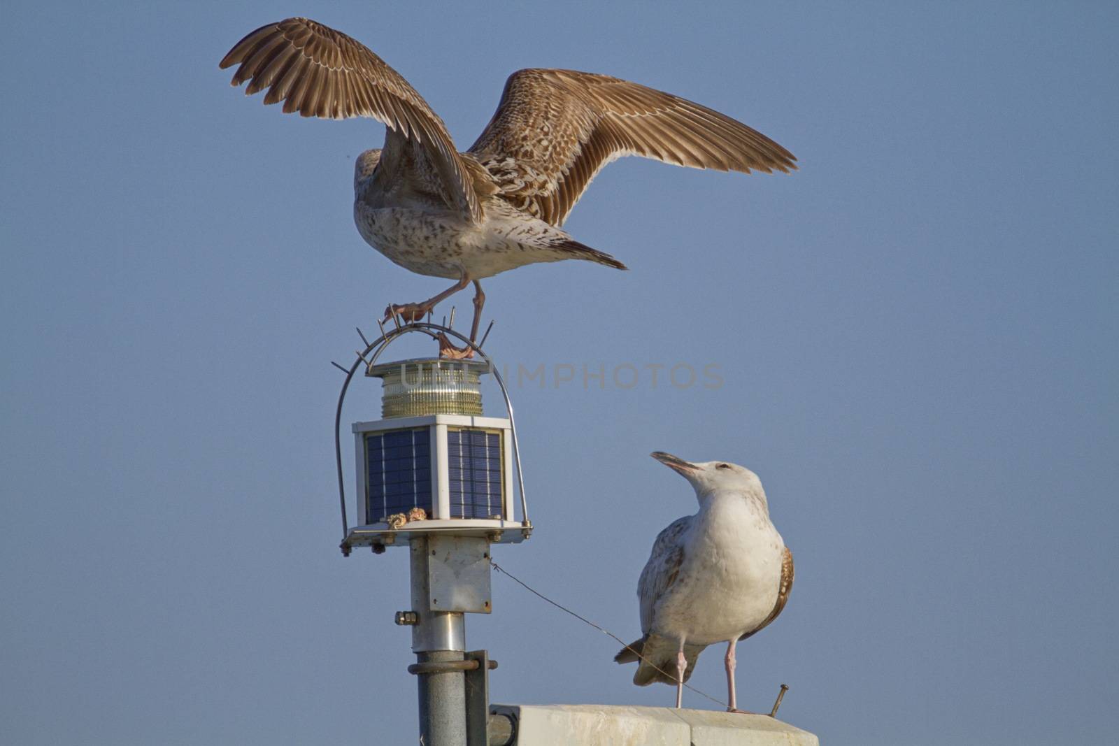 Gulls landing on a pole by mariephotos