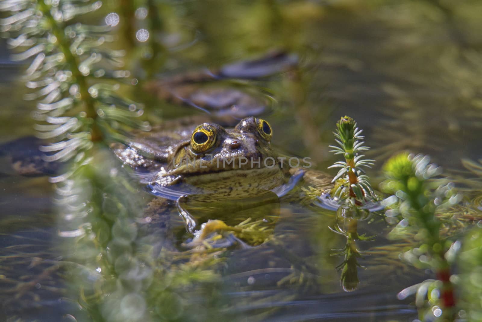 Frog in the water between reeds by mariephotos