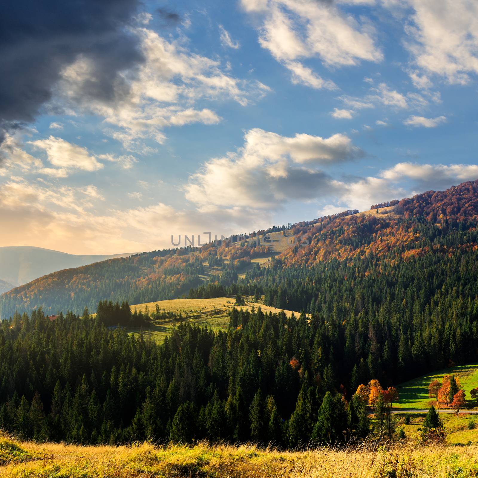 hill of mountain range with fir forest in autumn