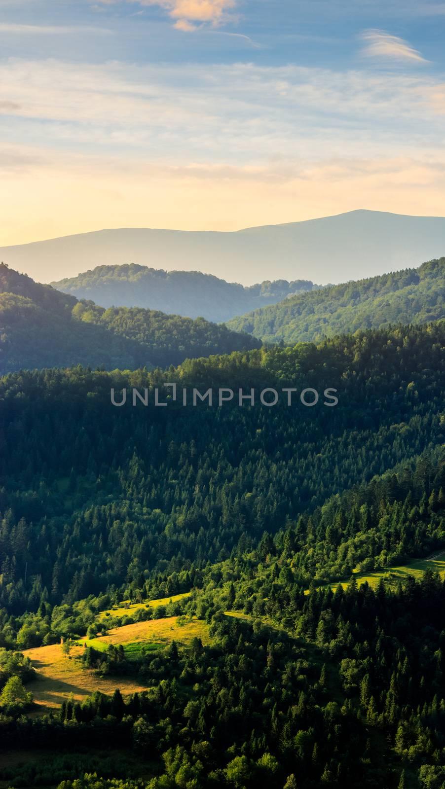 hill of mountain range with fir forest in autumn at sunrise