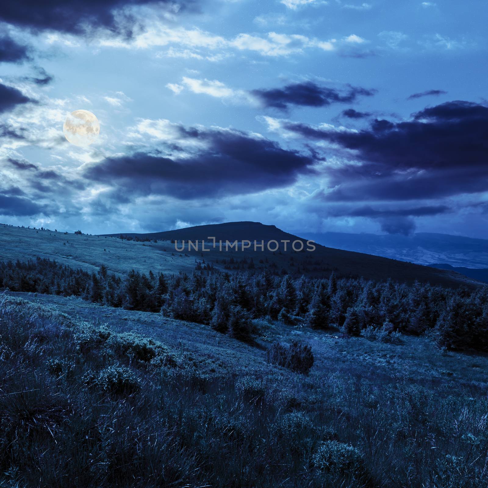 mountain range with pine forest on hillside at night in full moon light