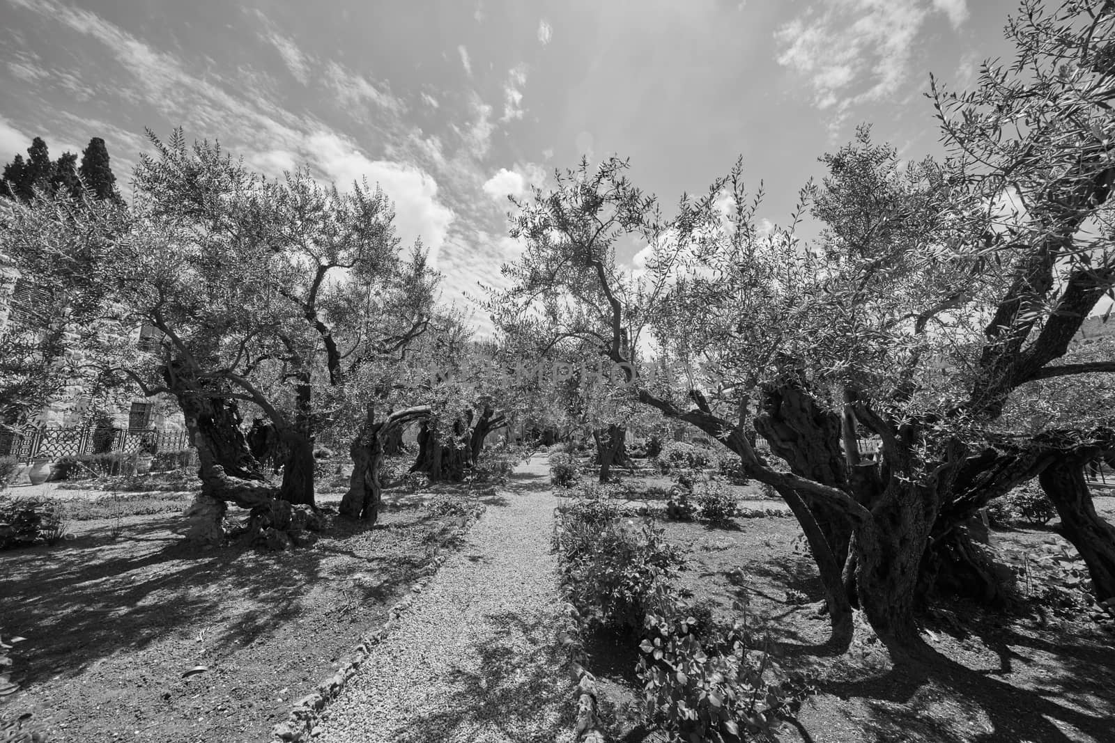 Gethsemane garden of olive trees at the olive mount, Jerusalem