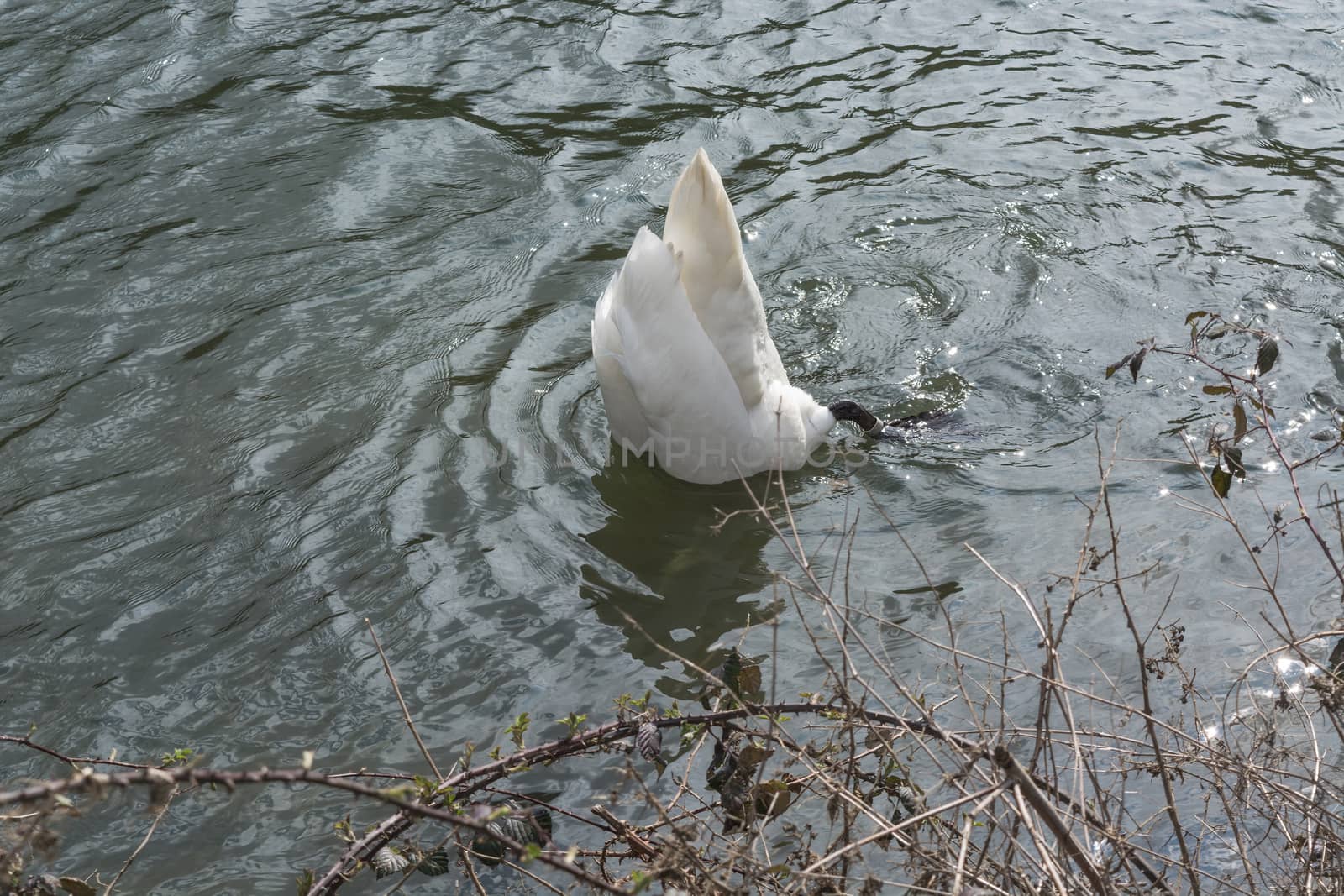 Swan on a pond with his head under water.