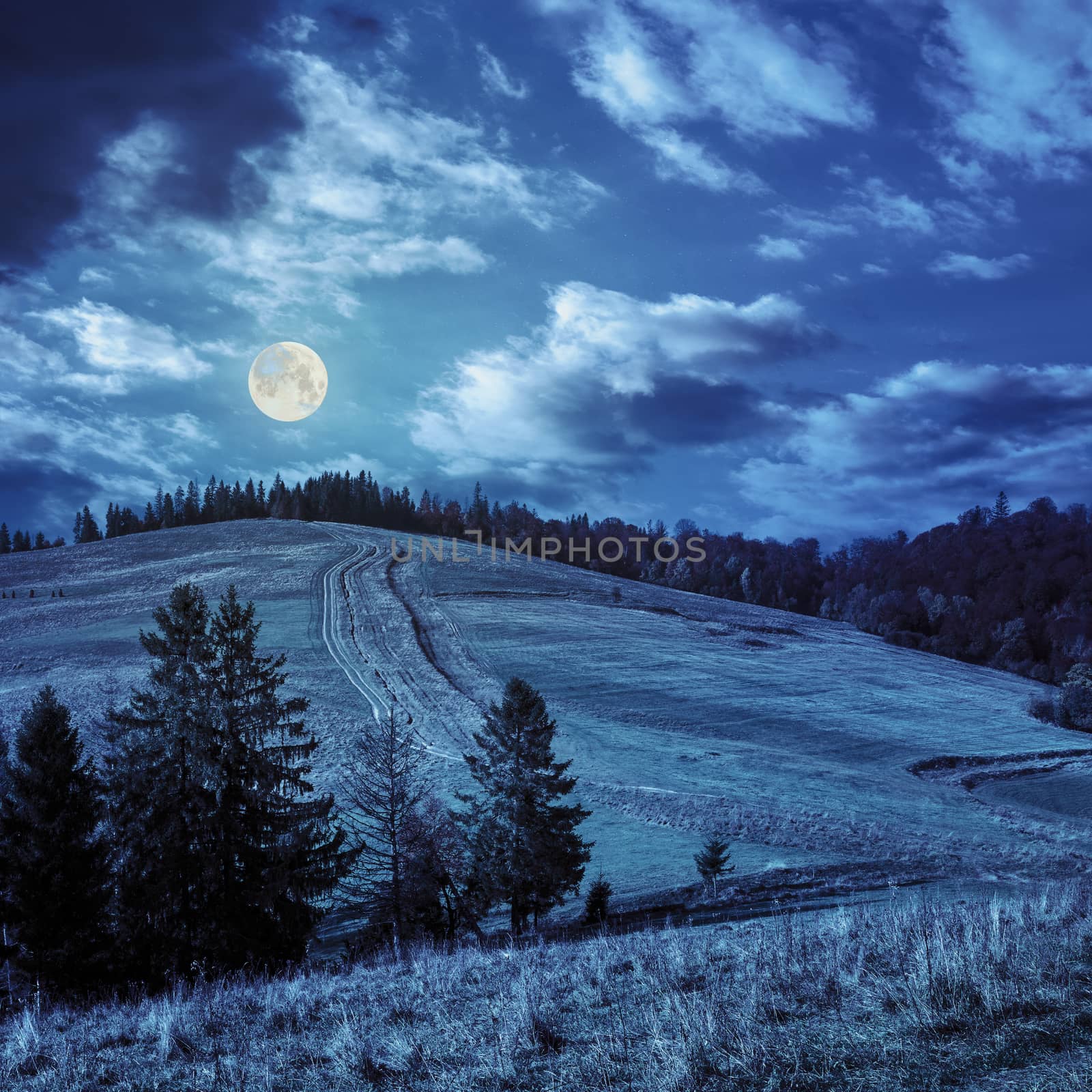 pine trees and orange trees on autumn meadow in mountains at night in full moon light