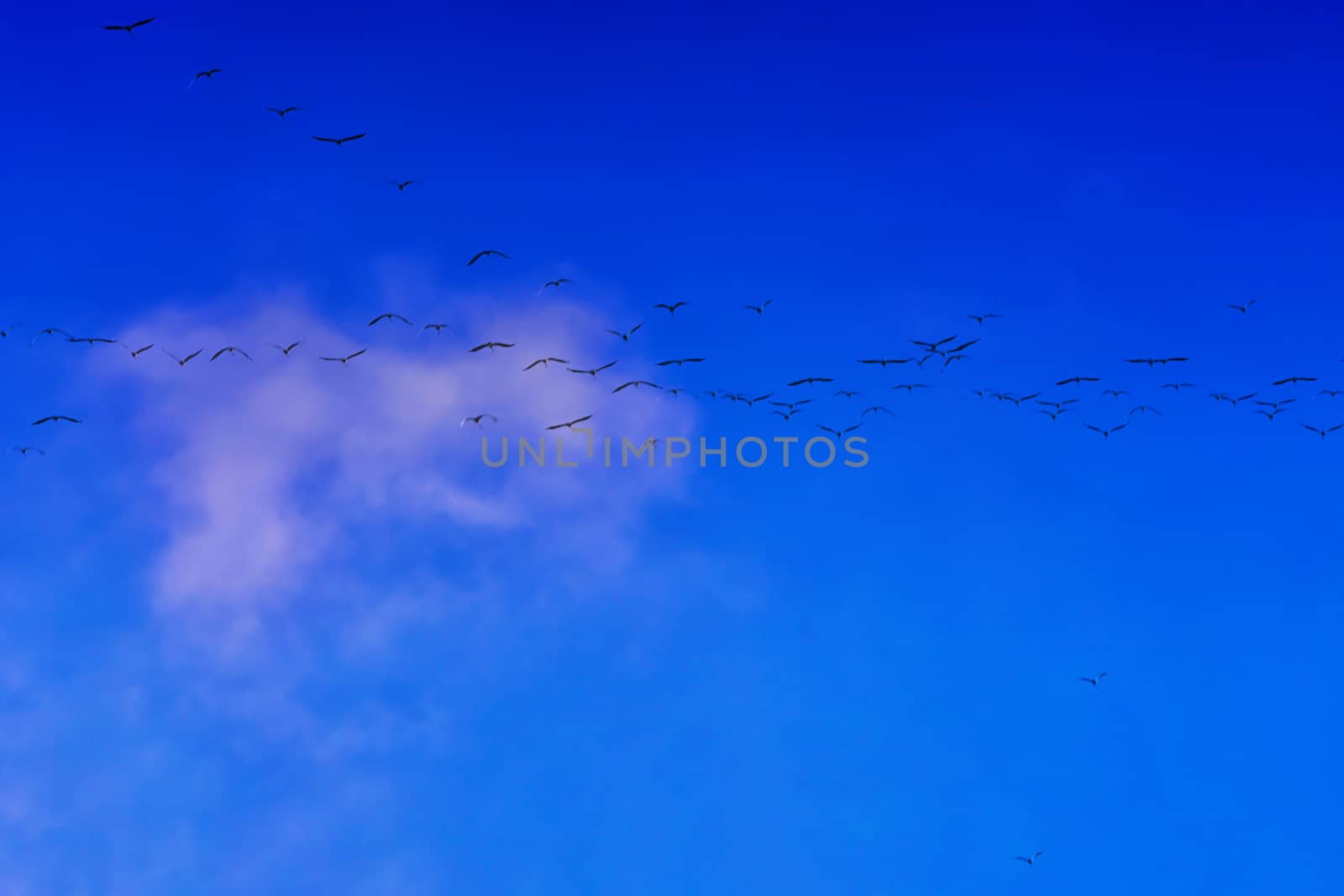 A group of migratory birds in autumn in the background blue sky.