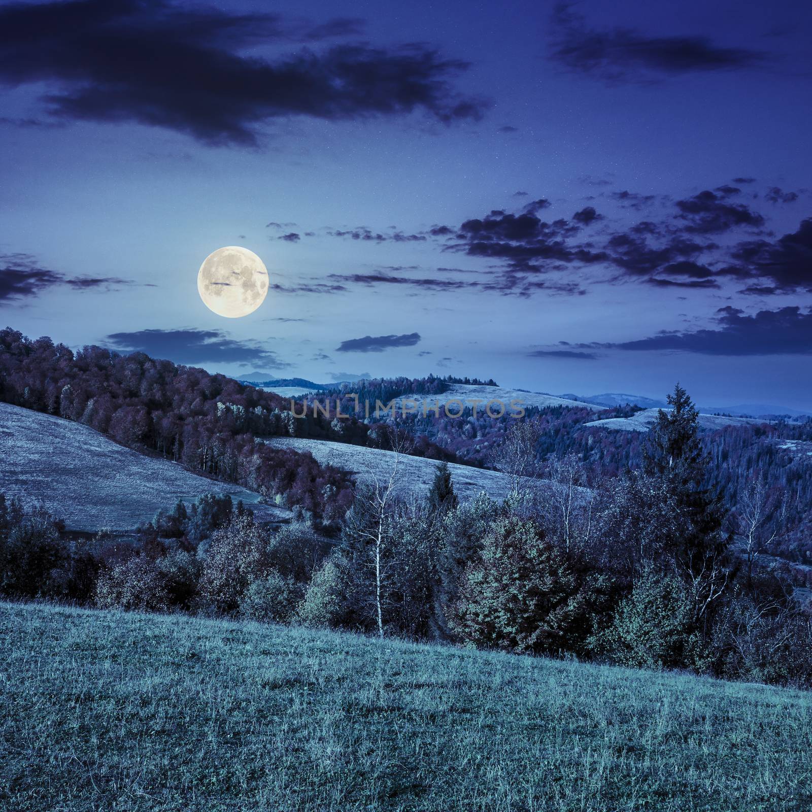 slope of mountain range with pine trees and meadow at night in full moon light