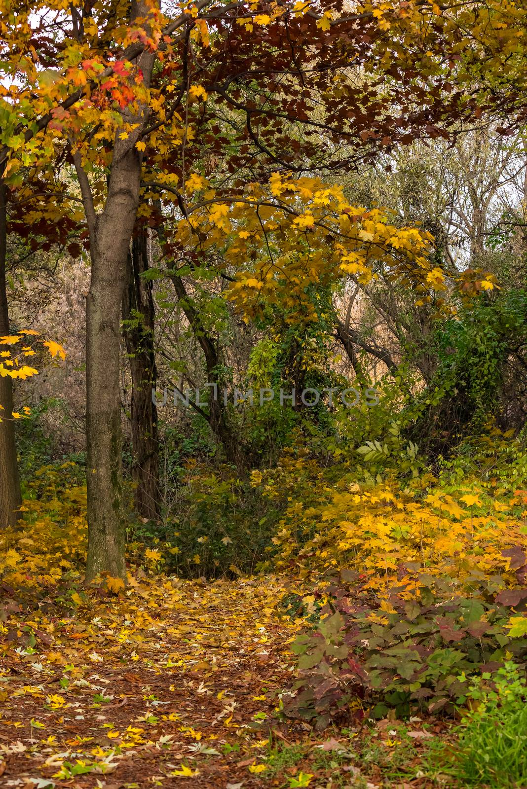 path in foliage in the shade of park trees