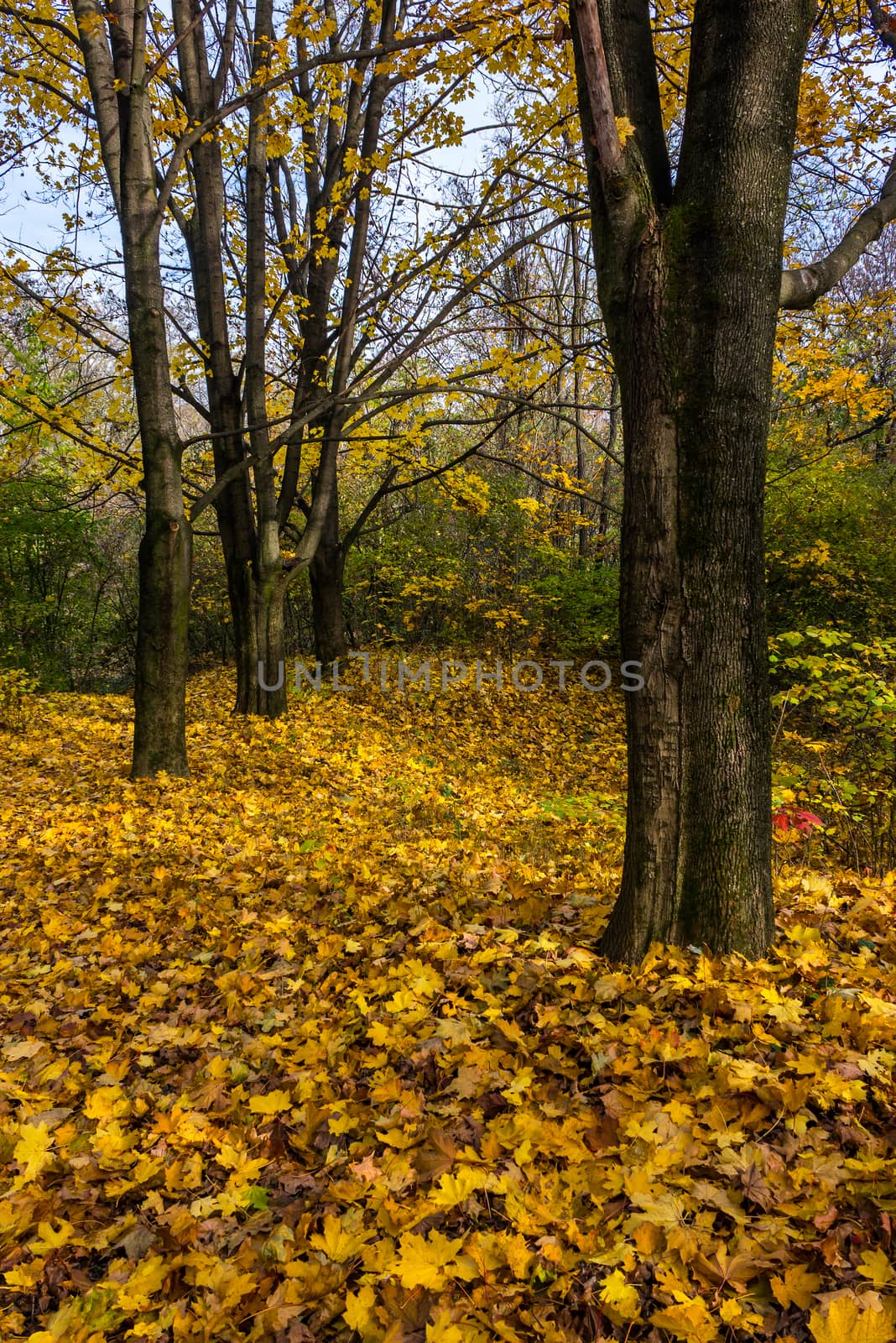 trees with foliage in autumn forest