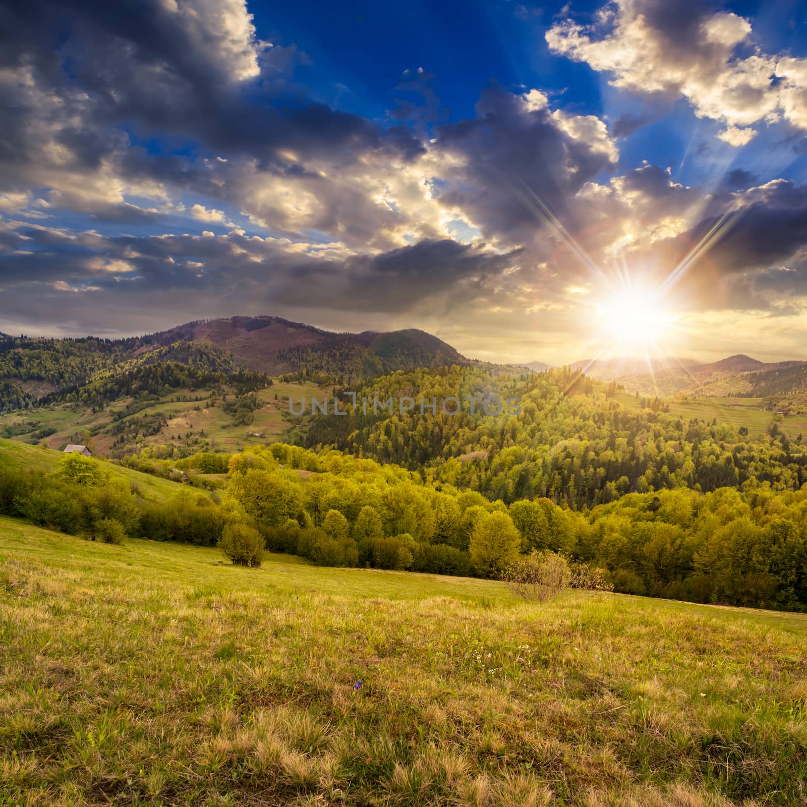 mountain summer landscape. trees near meadow and forest on hillside under  sky with clouds in sunlight