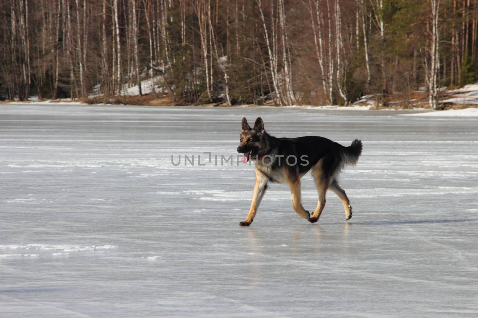 Alsatian dog on the frozen lake by Metanna