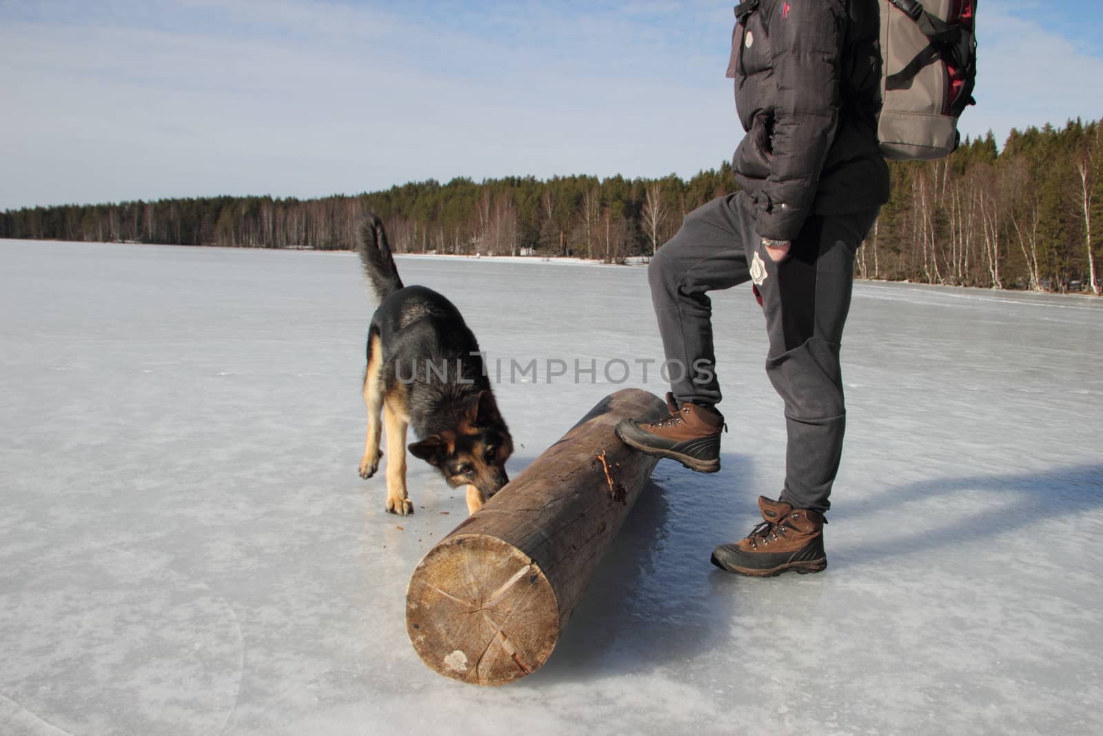 Alsatian dog on the frozen lake by Metanna