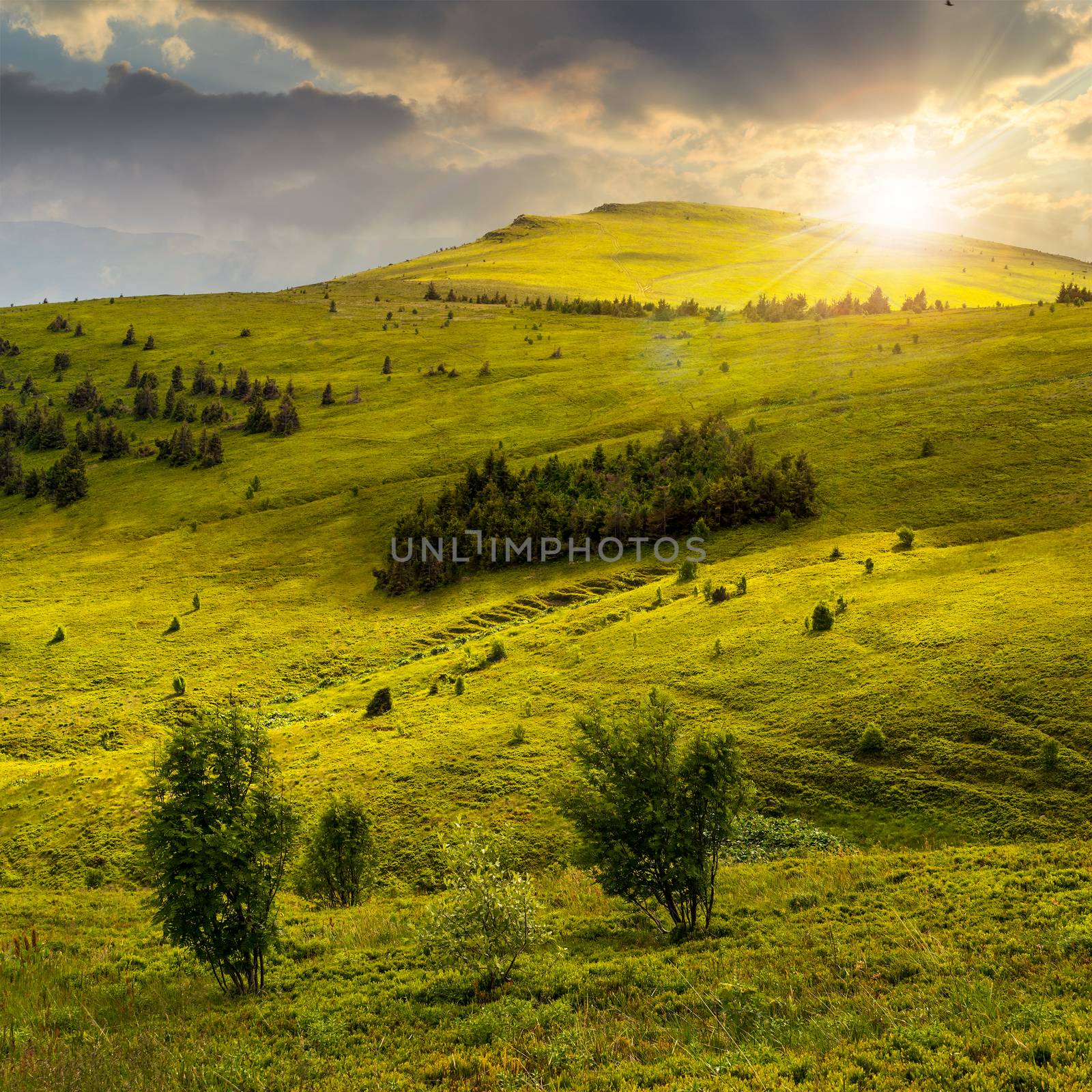 two trees in front of mountain hillside with coniferous forest and high peak under cloudy sky in sunset light