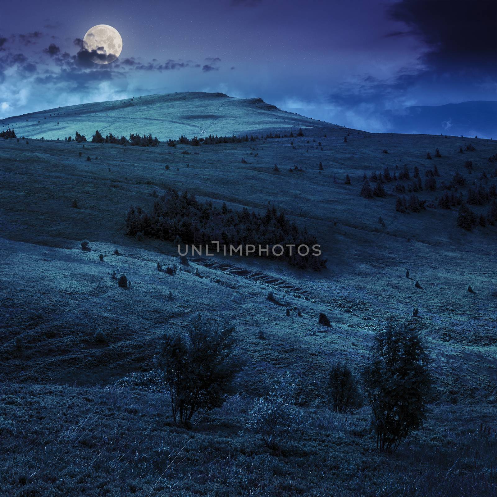 two trees in front of mountain hillside with coniferous forest and high peak under cloudy sky at night in full moon light