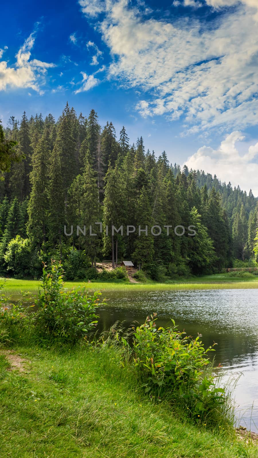 view on lake near the pine forest early in the morning on mountain background