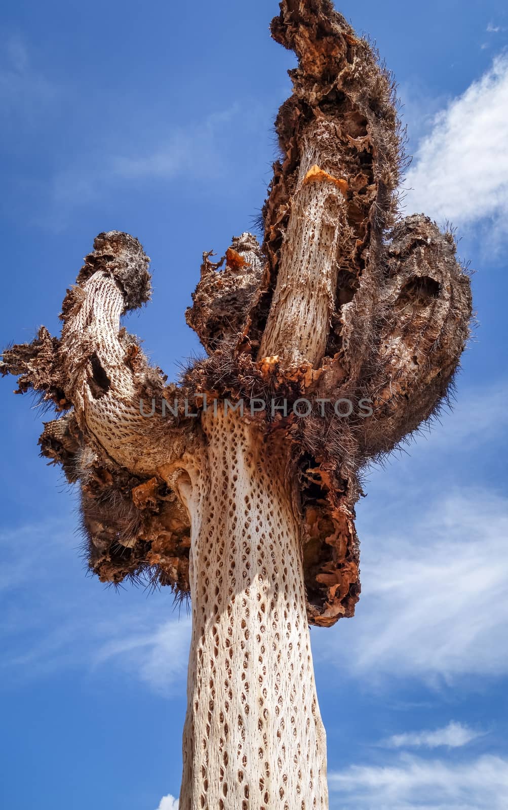 Dry giant cactus in the desert, Argentina by daboost