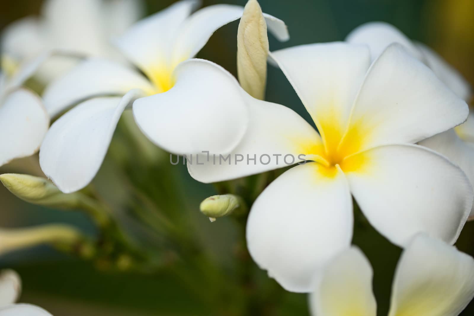 Close up colorful flower floral background, outside garden